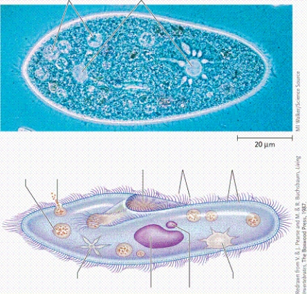   -In the figure, what are the structures labelled as number 4? A) the pili B) the flagella C) the cilia D) the pellicles