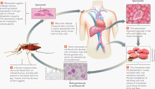   -In the figure, what is occurring in step 1? A) fusion B) mitosis C) meiosis D) fertilization