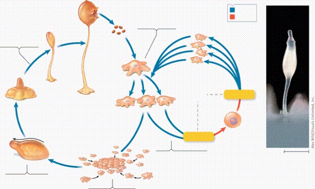   -In the figure, which label identifies the structure that is the slug? A) label A B) label C C) label D D) label E