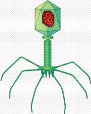   -In the figure, which number identifies the structure that enters the host cell? A) 5 B) 3 C) 2 D) 1