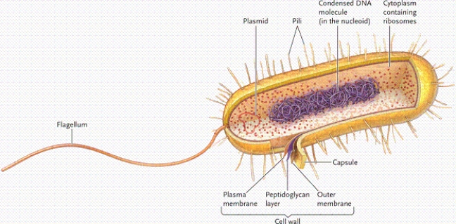   -In the figure of a bacterial cell, which number identifies the structure that carries supplemental genetic information? A) 1 B) 2 C) 4 D) 5