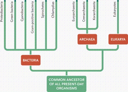  -In the figure of a phylogenetic tree, which branch identifies a kingdom? A) branch B B) branch C C) branch D D) branch E