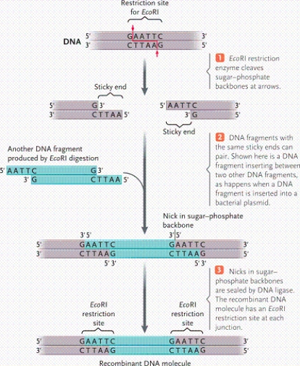   -According to the table, which enzyme was used to digest a DNA fragment that results in the following sequence? AATTC---------G G---------CTTAA A) EcoRI B) ClaI C) BamHI D) HindIII