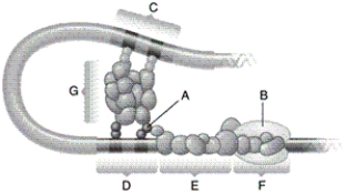 Identify each labelled part of this illustration of eukaryotic DNA. RNA polymerase
