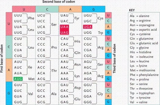   -Suppose that an mRNA molecule is made complementary to this DNA sequence: 3'-CTTACATGGCATCC-5'. In the genetic code table, the incorporation of which amino acid in the polypeptide is directed by the third codon (counting the start codon as the first codon) ? A) serine B) histidine C) threonine D) cysteine