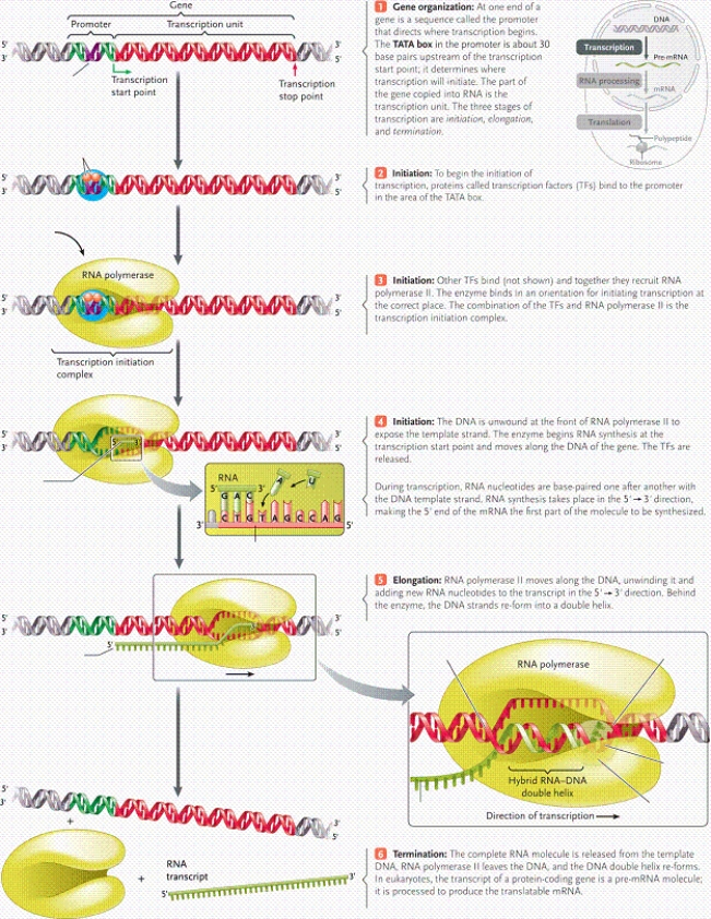   -In the figure of transcription, what is the name of item D? A) RNA-DNA hybrid B) complementary DNA strand C) DNA double helix D) template DNA strand
