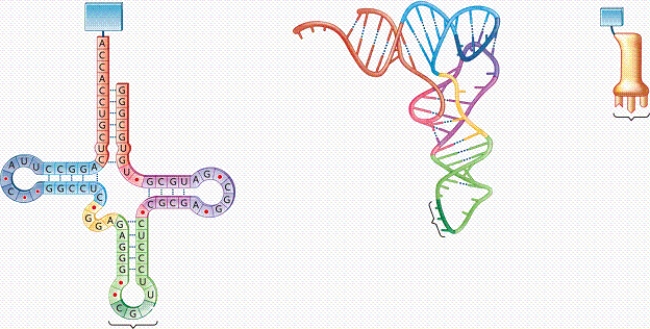   -What does the structure in the figure represent? A) a molecule of tRNA B) a molecule of snRNA C) a molecule of mRNA D) a molecule of pre-mRNA