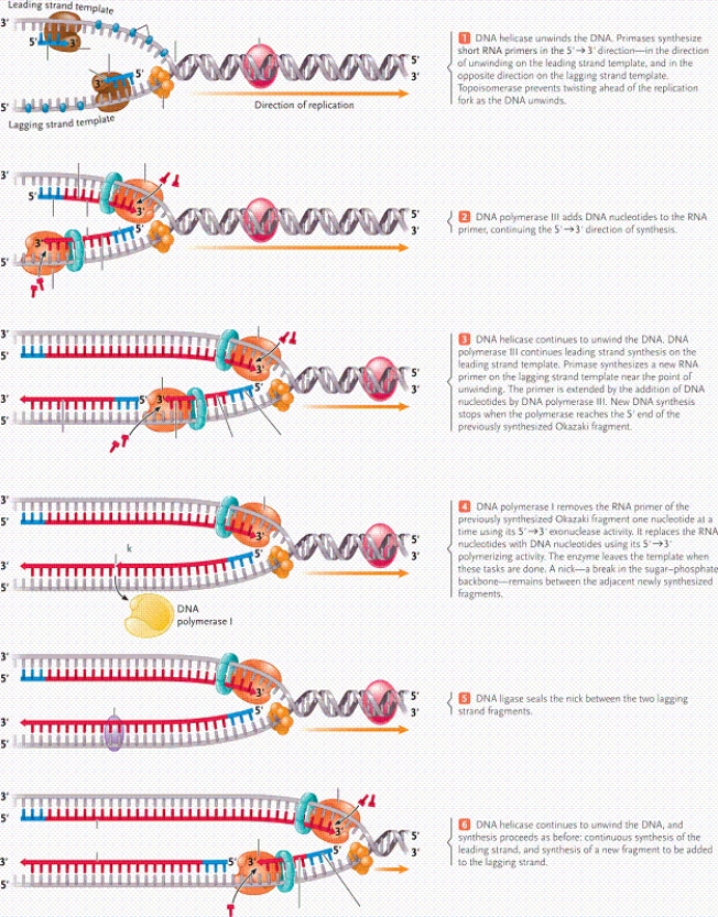   -In the figure, what does the structure labelled C represent? A) helicase B) single-stranded binding protein C) primase D) DNA ligase