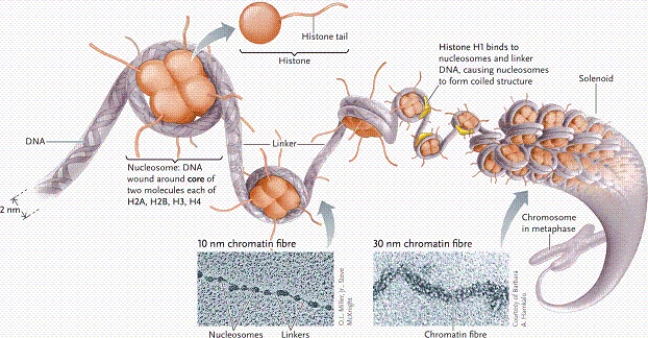   -The electron micrograph in the figure shows chromatin organized like beads on a string. Which histone protein is usually associated with the  string  portion? A) histone H1 B) histone H2A C) histone H3 D) histone H4