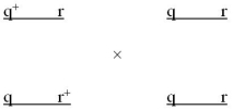 In a species of Drosophila,genes q and r are found on the same chromosome 20 centimorgans apart.A cross was made between the following individuals:   What proportion of the offspring would you expect to have the wild-type phenotype? A) 0.10 B) 0.20 C) 0.40 D) 0.80 E) None of these