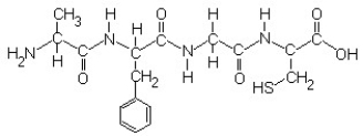 Write the three-letter, abbreviated amino acid sequence of this polypeptide (review the figure in the text that shows the structures of the various amino acid residues while doing this exercise):  