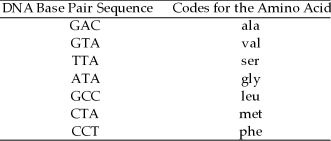 Assume the following three-base code system is true:   Construct the amino acid sequence coded by the following piece of a DNA molecule: T T A A T A G C C G C C G A C