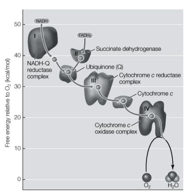Refer to the diagram below. The source of electrons for the electron transport chain is   A)  FADH<sub>2</sub>. B)  NADH-Q reductase complex. C)  NADH + H<sup>+</sup>. D)  ubiquinone. E)  Both a and c