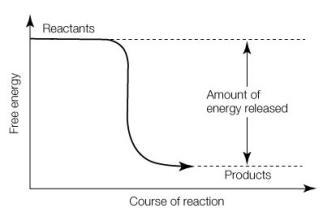  Which of the following statements about the reaction shown below is true?   A)  It is an endergonic reaction. B)  The reactants have less energy than the products. C)   \Delta G is negative. D)  The reaction can be reversed without the addition of energy. E)  It is an anabolic reaction. 