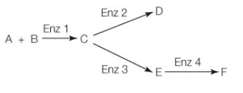 You fill two containers with identical amounts of reactants A and B and enzymes 1-4. In the reactions shown below, if product D inhibits enzyme 2 and product F is an allosteric stimulator of enzyme 1, what will be the final result if you add extra product D to the second container? (Assume that both containers are given enough time for the reactions to go to completion.)    A)  The concentration of product C will increase and there will be no change in product F concentration compared to the first container. B)  The concentration of reactants A and B will increase relative to the first container. C)  The concentration of product F will increase in the second container because more of D is converted back to C. D)  The concentration of products E and F will both increase in the second container, since D inhibits enzyme 2. E)  The concentration of product F will increase relative to the first container, since enzyme 2 will have been inhibited from converting as much of C into D.
