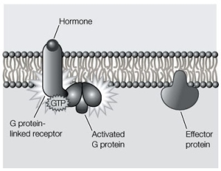 Draw what would happen when a hormone binds to a receptor, as shown in the diagram below.  