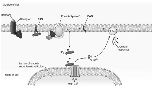 In the diagram below, where and how would lithium interact with the pathway?   