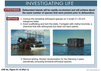 Refer to the figure below. What can you conclude about the results of the experiment shown?     A)  Recolonization occurred fastest on islands closest to the mainland. B)  Recolonization of the arthropods reached pre-experimental levels and stabilized. C)  Recolonization was random and the distance from the mainland was not a factor. D)  Both a and b E)  All of the above