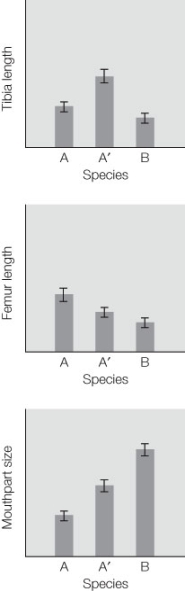 Use the following to answer questions : A hypothetical group of researchers is conducting a study to investigate whether character displacement is occurring in grasshopper species. This species has a range in which it shares some area with a competitor, while in other areas the competitor is missing. The diagram below shows the results for the three traits that were measured: tibia length, femur length, and mouthpart size. The measurements for the focal species in the absence of the competitor and the focal species in the presence of the competitor are designated A and A´, respectively. Panel B shows the measurements of the competitor.   -Which traits show evidence of character displacement in species A? A)  Tibia length B)  Femur length C)  Mouthpart size D)  Both a and b E)  Both a and c