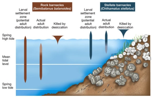 What conclusions can you draw about interspecific competition by examining the following figure?   A)  Interspecific competition with rock barnacles allows for both rock barnacles and stellate barnacles to inhabit the same area. B)  Interspecific competition causes the stellate barnacles to grow more slowly than they would normally. C)  Interspecific competition with rock barnacles restricts stellate barnacles to a smaller portion of the intertidal zone. D)  Interspecific competition causes the rock barnacles to grow more slowly than they would normally. E)  Intraspecific competition causes the stellate barnacles to grow more slowly than they would normally.
