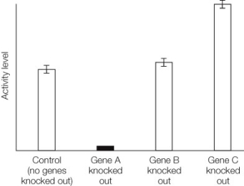 Use the following to answer questions: Refer to the diagram below, describing the locomotion activity of Drosophila melanogaster flies that have been subjected to various gene-knockout experiments.   -What can we infer about the normal function of gene A?
