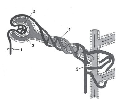 Refer to the diagram below of the vertebrate nephron. Which of the following descriptions is paired incorrectly with its location in the diagram?   A)  1 - Blood enters the glomerulus. B)  2 - Walls contain podocytes. C)  3 - Cells have numerous armlike extensions, each with hundreds of fingerlike processes covering capillaries. D)  4 - Brings material to the tubules that will be secreted into the urine. E)  5 - Transports final excretory product to the bladder.