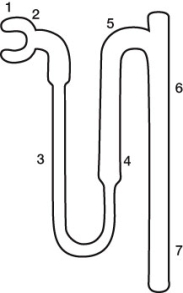 Use the following to answer questions: Refer to the diagram below of the mammalian nephron.   -Which of the following descriptions is paired correctly with its location in the diagram? A) 2 - The composition of the filtrate is most like that of plasma in the adjacent tubule. B) 2 - The osmolarity of the filtrate is similar to that of the plasma in the adjacent tubule. C) 3 - The sodium chloride concentration of the interstitial fluid is highest adjacent to this structure. D) 4 - The osmolarity of the sodium chloride concentration is similar to that of the plasma in the adjacent tubule. E) 6 - The urine is most concentrated in the adjacent tubule.
