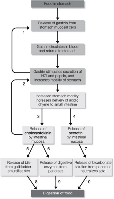 Use the following to answer questions: Refer to the diagram below, showing a flow chart of digestion.   -Which arrows represent an example of negative feedback control? A)  Arrow 1 B)  Arrow 3 C)  Arrow 5 D)  Arrows 1 and 3 E)  Arrows 3 and 5