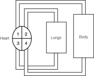 Use the following to answer questions: Refer to the diagram below of the mammalian circulatory system.   -The left ventricle is indicated at which point? A)  1 B)  2 C)  3 D)  4 E)  The left ventricle is not represented in the diagram.