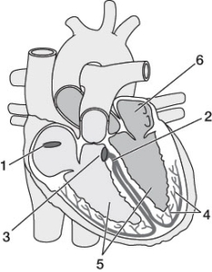 Refer to the diagram below. Which of the following represents the correct direction of the formation of the heartbeat?   A)  1, 2, 3, 4, 5, 6 B)  1, 3, 6, 2, 4, 5 C)  1, 6, 5, 4, 3, 5 D)  1, 6, 3, 2, 4, 5 E)  6, 5, 4, 3, 2, 2