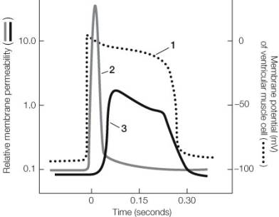 Refer to the graph below of ventricular muscle fiber membrane activity. Which of the following statements is false?   A)  The activity shown in curve 1 is initiated by the opening of voltage-gated sodium channels. B)  The activity shown in curve 2 depicts the relative permeability of the membrane to sodium ions. C)  Curve 1 depicts an action potential for ventricular muscle. D)  The activity shown in curve 3 depicts the relative permeability of the membrane to potassium ions. E)  The extended plateau of curve 1 is due to sustained opening of voltage-gated calcium channels.