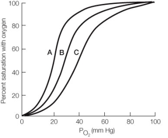 Refer to the graph below. Curve _______ would most likely belong to a normal adult human, curve _______ would most likely belong to an adult human exposed to high altitude, and curve _______ would most likely belong to an animal adapted to a high altitude (e.g., a llama) .   A)  A; B; C B)  A; C; B C)  B; A; C D)  B; C; A E)  C; B; A
