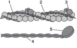 Refer to the diagram below. Which of the following statements is true?   A)  Structure 1 has ATPase activity. B)  Structure 2 blocks sites where myosin can bind. C)  Structure 3 has one subunit that binds myosin. D)  Structure 4 shortens in length as the sarcomere contracts. E)  Structure 5 binds calcium.
