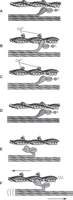 Refer to the diagram below. Which of the following represents the stages of muscle contraction in the correct order?   A)  A, B, C, D, E, F B)  A, F, E, D, C, B C)  A, C, D, E, F, B D)  A, C, B, F, E, D E)  A, D, C, B, F, E
