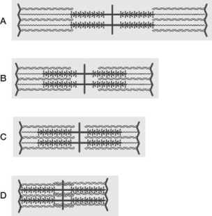 Refer to the diagram below. The contracted sarcomere shown in diagram _______ develops the greatest tension, and the sarcomere shown in diagram _______ develops the least tension.   A)  B; D B)  D; B C)  C; B D)  D; A E)  A; D