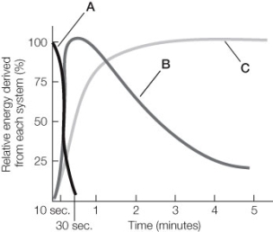 Refer to the graph below, showing the capacity of three systems that provide ATP for muscle contraction. Which of the following statements is true?   A)  The system of curve A metabolizes carbohydrates to pyruvate and lactate. B)  The system of curve B comes on line within seconds but lacks sustained efficiency. C)  The system of curve B uses ATP produced by oxidative metabolism. D)  The system of curve C uses preformed ATP and creatine phosphate. E)  The system of curve C enables fast-twitch fibers to generate force quickly.
