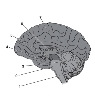 Use the following to answer questions: Refer to the diagram below.   -Which brain region (indicated by the numbers)  is paired incorrectly with the region of the embryonic brain from which it originates? A)  2 - Diencephalon B)  3 - Hindbrain C)  5 - Diencephalon D)  6 - Diencephalon E)  7 - Telencephalon