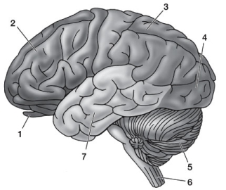 Use the following to answer questions: Refer to the diagram below.   -Which brain region (indicated by the numbers)  is paired incorrectly with one of its brain functions? A)  1 - Smell B)  2 - Planning and personality C)  3 - Attending to complex stimuli D)  4 - Receiving and processing visual information E)  5 - Receiving and processing auditory information