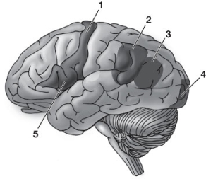 Refer to the diagram below. Which of the following represents the correct sequence of participation of left cerebral cortex areas in the process of reading a written word aloud?   A)  1, 2, 3, 4, 5 B)  1, 5, 2, 3, 4  C)  4, 3, 2, 1, 5 D)  4, 3, 2, 5, 1 E)  5, 1, 2, 3, 4