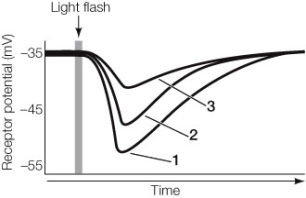 Refer to the graph below, showing the response of rod cells to flashes of light. Which of the following statements about the experiment depicted in the graph is true?   A)  It demonstrates that the membrane potential of rod cells is hyperpolarized in the dark. B)  It demonstrates that the membrane potential of rod cells is depolarized by light. C)  The stimulus that produces tracing 1 causes the rod cell to release more neurotransmitter than the stimulus that produces tracing 3. D)  The membrane potential depicted in tracing 3 shows the response to dim light. E)  None of the above