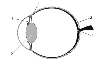 Refer to the diagram below of the eye. Which of the following incorrectly matches a labeled structure with the function it performs?   A)  Structure 1 - Controls the amount of light reaching photoreceptor cells B)  Structure 2 - Contracts to moves lens closer to or farther away from retina to focus image C)  Structure 3 - Area where density of cones is highest D)  Structure 4 - Area of the blind spot E)  Structure 5 - Allows the eye to accommodate