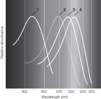 Refer to the graph below. According to the information presented in the graph, which of the following statements is false?   A)  The retinal group of the rhodopsin indicated by absorption spectrum 2 is different from the retinal group of the rhodopsin indicated by absorption spectrum 4. B)  The absorption spectrum indicated by curve 2 is observed in visual pigments in rod cells. C)  The absorption spectrum indicated by curve 3 is observed in visual pigments in cone cells. D)  The absorption spectrum indicated by curve 4 is from a visual pigment that detects red light. E)  The opsin molecules that give rise to the four curves are all different.