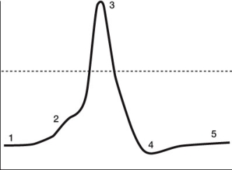 Use the following to answer questions: Refer to the graph below, showing the course of an action potential.   -In the action potential shown, which of the following cellular events is mispaired with the position at which it occurs? A)  Position 1 - Voltage-gated sodium channels are closed B)  Position 2 - Activation gates of some sodium channels open C)  Position 3 - Voltage-gated potassium channels close D)  Position 4 - Inactivation gates of sodium channels close E)  Position 5 - Inactivation gates of sodium channels reopen