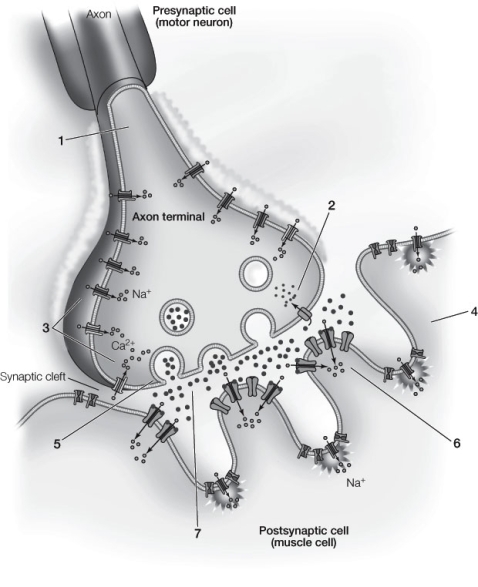 Refer to the diagram below of a neuromuscular junction. Which cellular event is correctly paired with the location where it occurs?   A)  Position 2 - Activated receptors open chemically gated cation channels. B)  Position 3 - Calcium triggers fusion of acetylcholine vesicles with the presynaptic membrane. C)  Position 4 - Acetylcholine is broken down and the components are recycled. D)  Position 5 - Voltage-gated calcium channels open. E)  Position 7 - Acetylcholine molecules diffuse across the synaptic cleft.