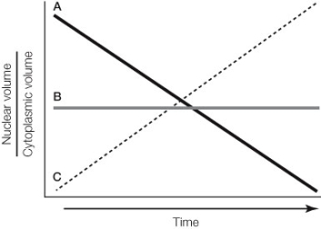 In the graph below, which of the following represents (1)  the curve that describes the changes in ratio of nuclear volume to cytoplasmic volume during the cleavage stage of development; and (2)  the correct statement about the changes in size of the blastomeres during that stage?   A)  Curve A; blastomeres decrease in size B)  Curve B; blastomeres decrease in size C)  Curve C; blastomeres decrease in size D)  Curve A; blastomeres increase in size E)  Curve C; blastomeres increase in size