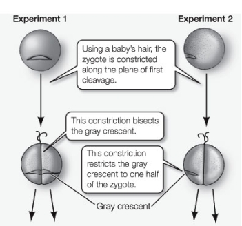 Which of the following statements about the experiments shown below is true?   A)  From these experiments one can conclude that cytoplasmic factors that were equally distributed in the zygote are necessary for normal development. B)  These experiments test the hypothesis that cytoplasmic factors necessary for normal development are segregated in the zygote. C)  Experiment 1 resulted in one normal embryo and one clump of undifferentiated cells. D)  Experiment 2 resulted in two clumps of undifferentiated cells. E)  All of the above