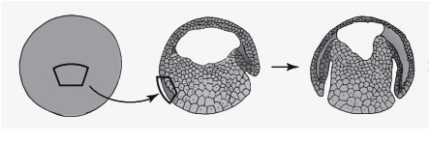  Refer to the diagram below, showing tissue transplantation in salamander embryos. Which of the following statements is false?   A)  The distribution of the transcription factor  \beta -catenin in the late blastula corresponds to the transplanted piece of tissue. B)  The transplanted piece of tissue stimulates a second site of gastrulation. C)  The transplanted piece of tissue is capable of inducing an entire second embryo. D)  The transplanted piece of tissue is from the dorsal lip of the blastopore. E)  The piece of tissue is transplanted to the dorsal lip of the blastopore. 
