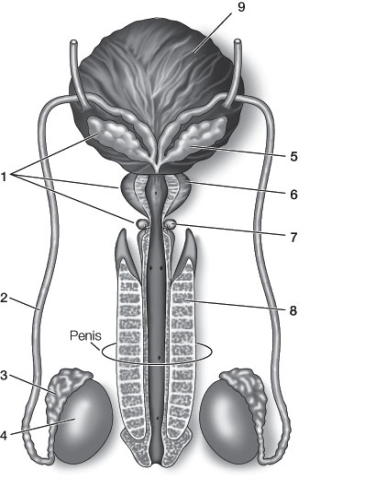 Use the following to answer questions: Refer to the diagram below of the human male reproductive system.   -Based on the diagram, which of the following statements is true? A)  While exiting the male, sperm go from point 3 to point 4 to point 5 to point 6. B)  The structure shown at point 7 produces a neutralizing and lubricating solution. C)  The material shown at point 8 is muscle tissue that contracts to produce an erection. D)  Sperm are stored in the structure at point 4. E)  Seminal fluids are produced by the structures at points 1 and 3.