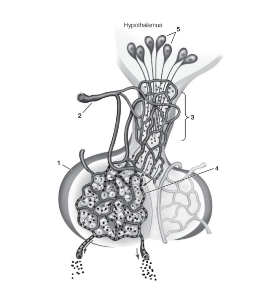 Use the following to answer questions: Refer to the diagram below.   -Which of the following labels is not correct? A)  1 - Anterior pituitary B)  2 - Afferent or inflowing artery C)  3 - Portal blood vessels D)  4 - Posterior pituitary E)  5 - Hypothalamic neurons