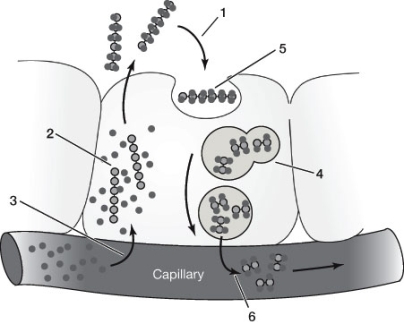 Refer to the diagram below. Which of the following events in the secretion of thyroxine is paired correctly with the location in the thyroid gland where it occurs?   A)  1 - An epithelial cell takes up iodine. B)  2 - The cell synthesizes polymers of tyrosine-thyroglobulin. C)  3 - Thyroglobulin is taken up by the cell. D)  4 - Enzymes add iodine to thyroglobulin. E)  5 - Endosome fuses with a lysosome.